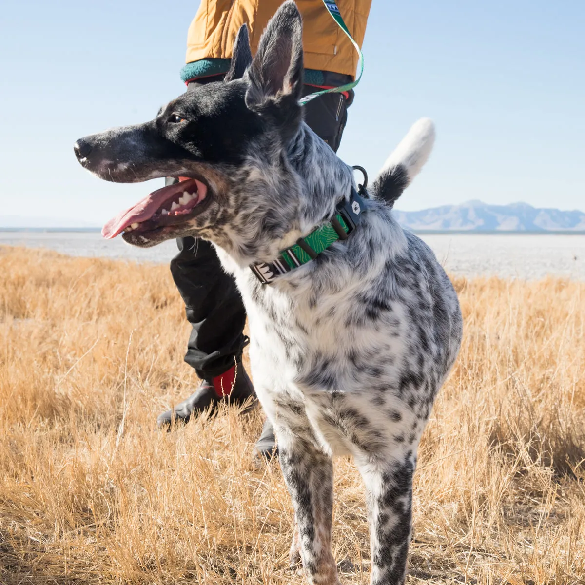 HighPlains DOG COLLAR